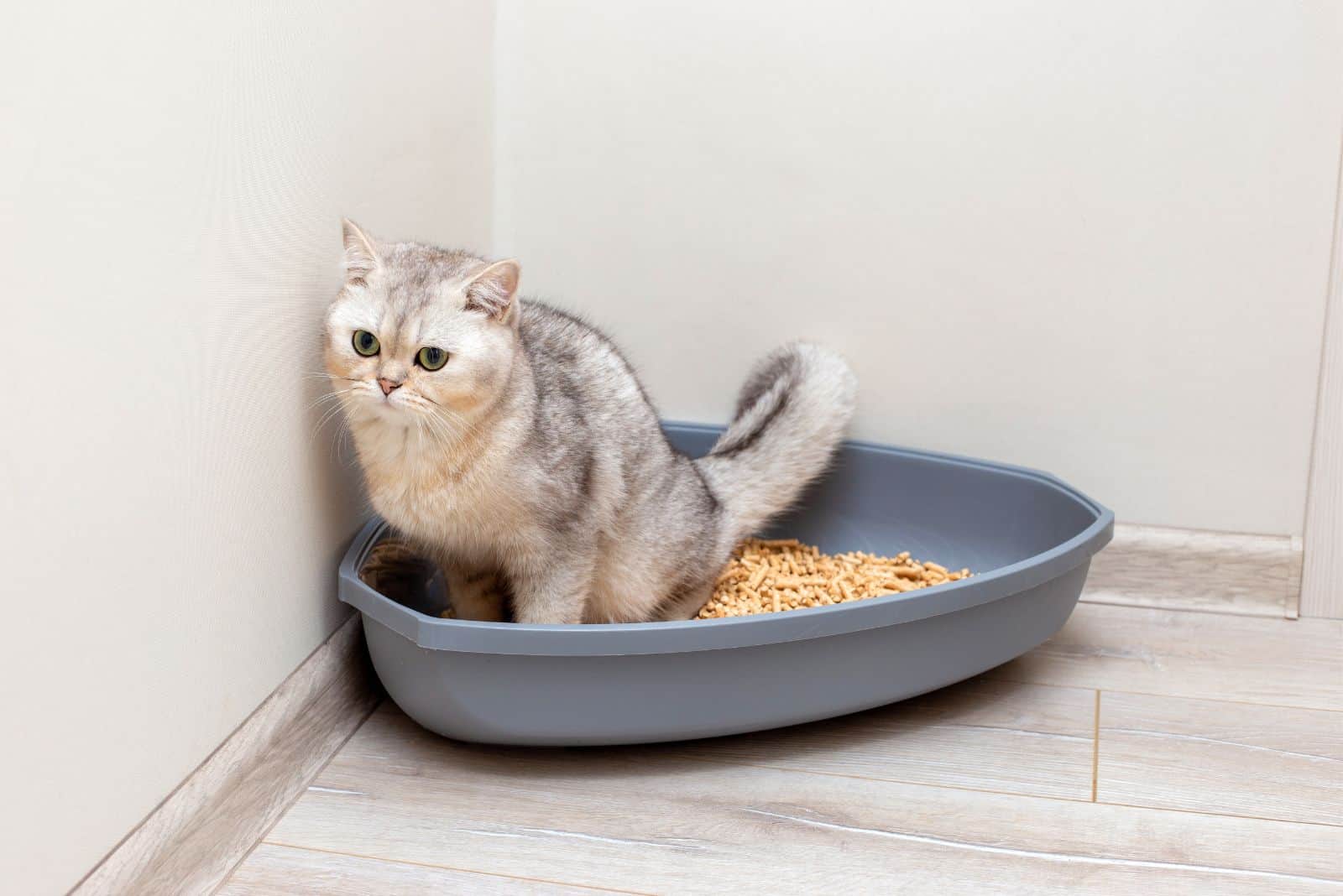 A beautiful gray British cat is defecate into a large gray triangular plastic litter box