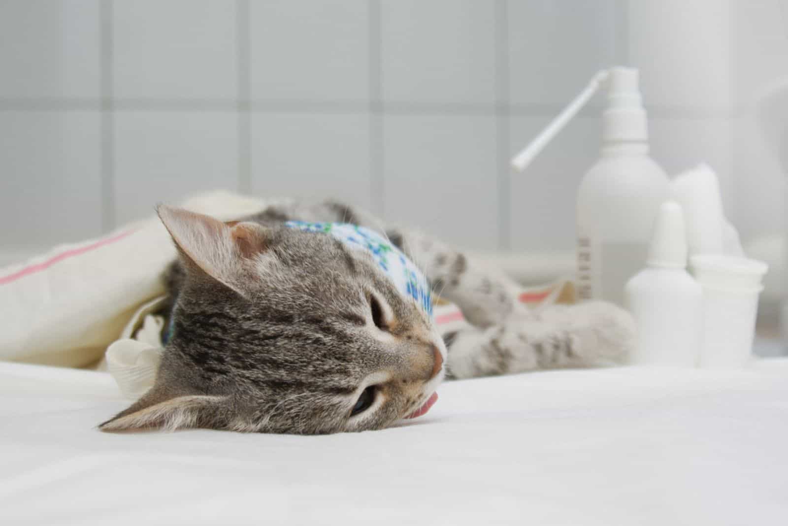 A cat after a sterilization operation is lying on a medical table