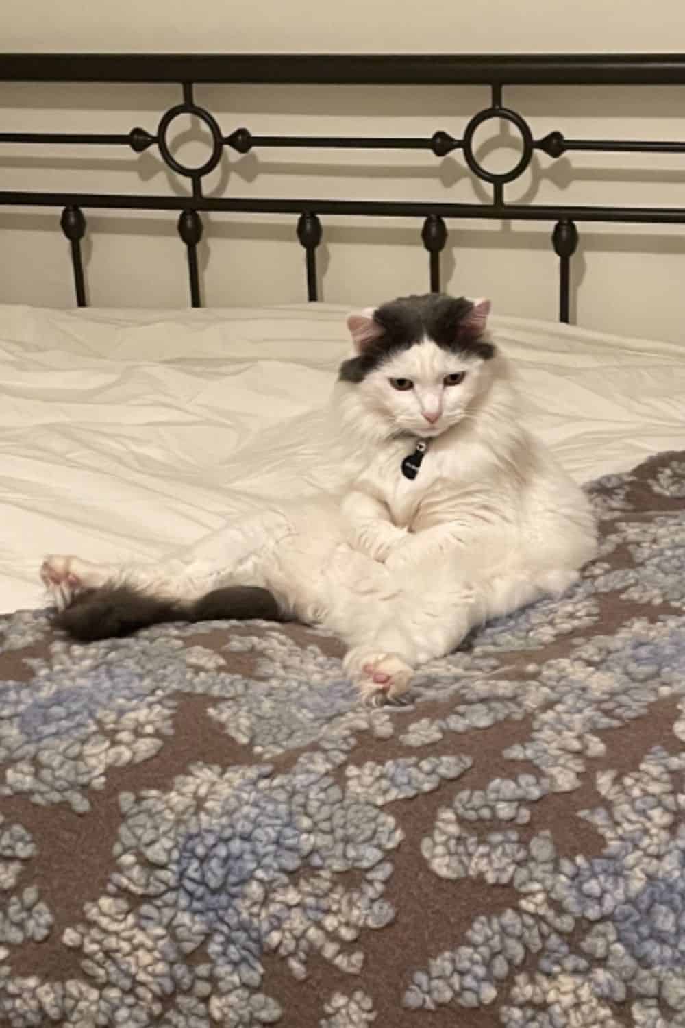 A cat sitting like a human on a bed