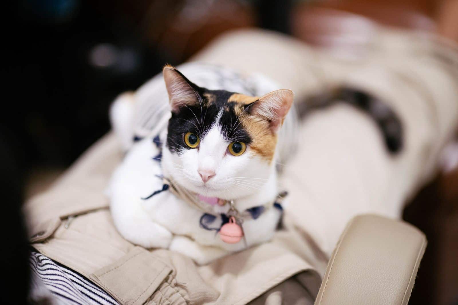 A cat sitting on a woman's lap