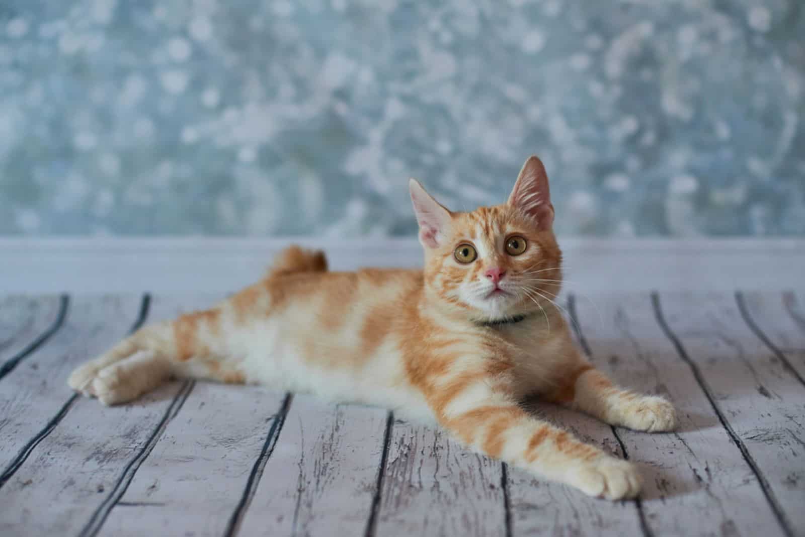 A cute American Bobtail kitten is lying on the floor and looking at the camera