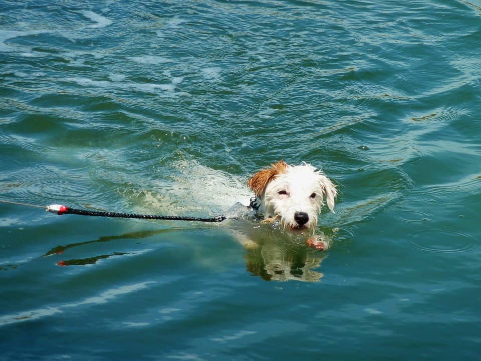 A dog keeping cool by swimming in a freshwater pool in a resort for dogs