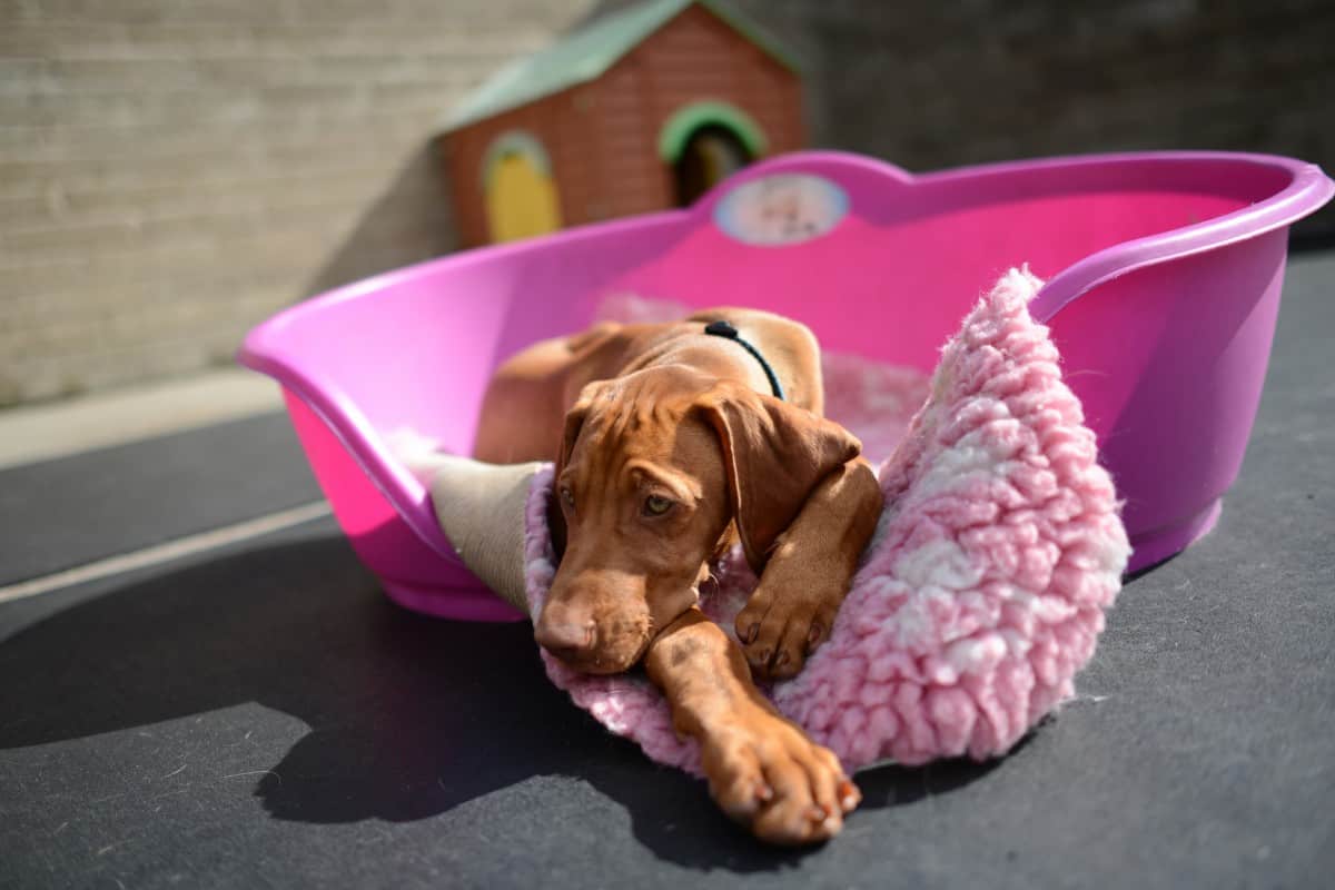 a large, brown dog laying in a doggy bed