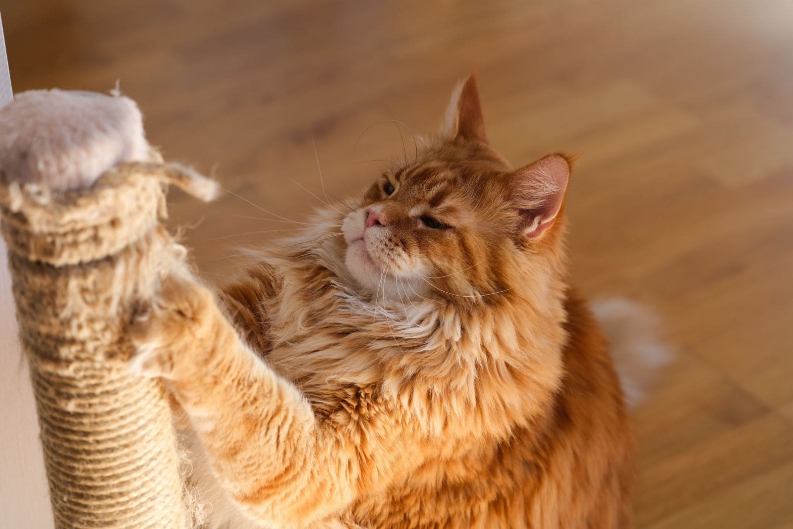 A ginger Maine Coon cat scratching his scratching post