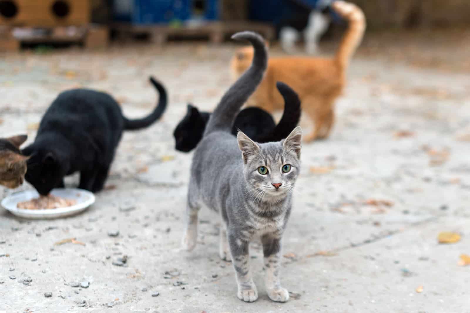 A group of homeless and hungry street cats eating food given by volunteers