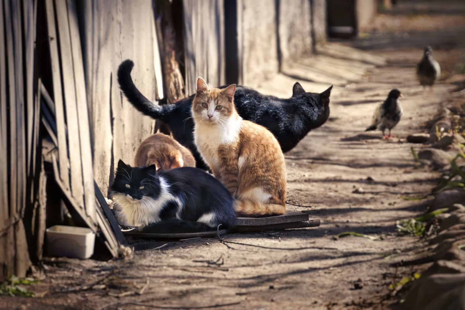 A group of homeless cats on the city street hunts pigeons