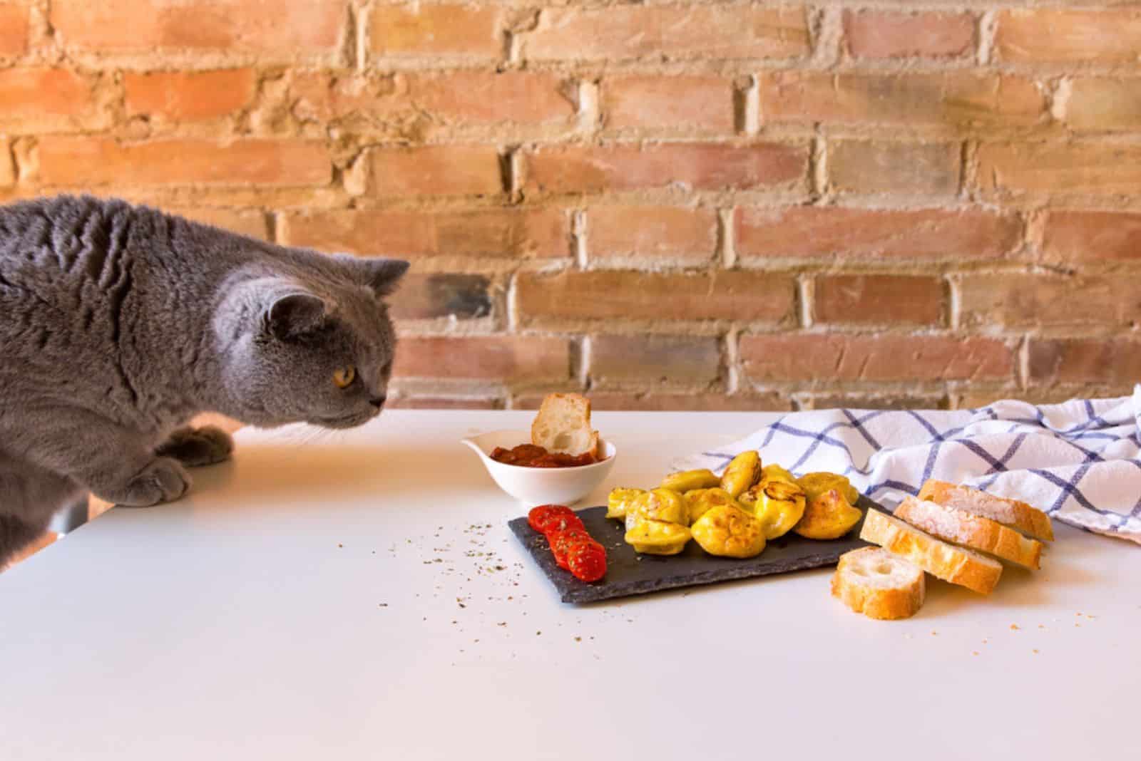 A hungry cat is sniffing and want to eat dumplings