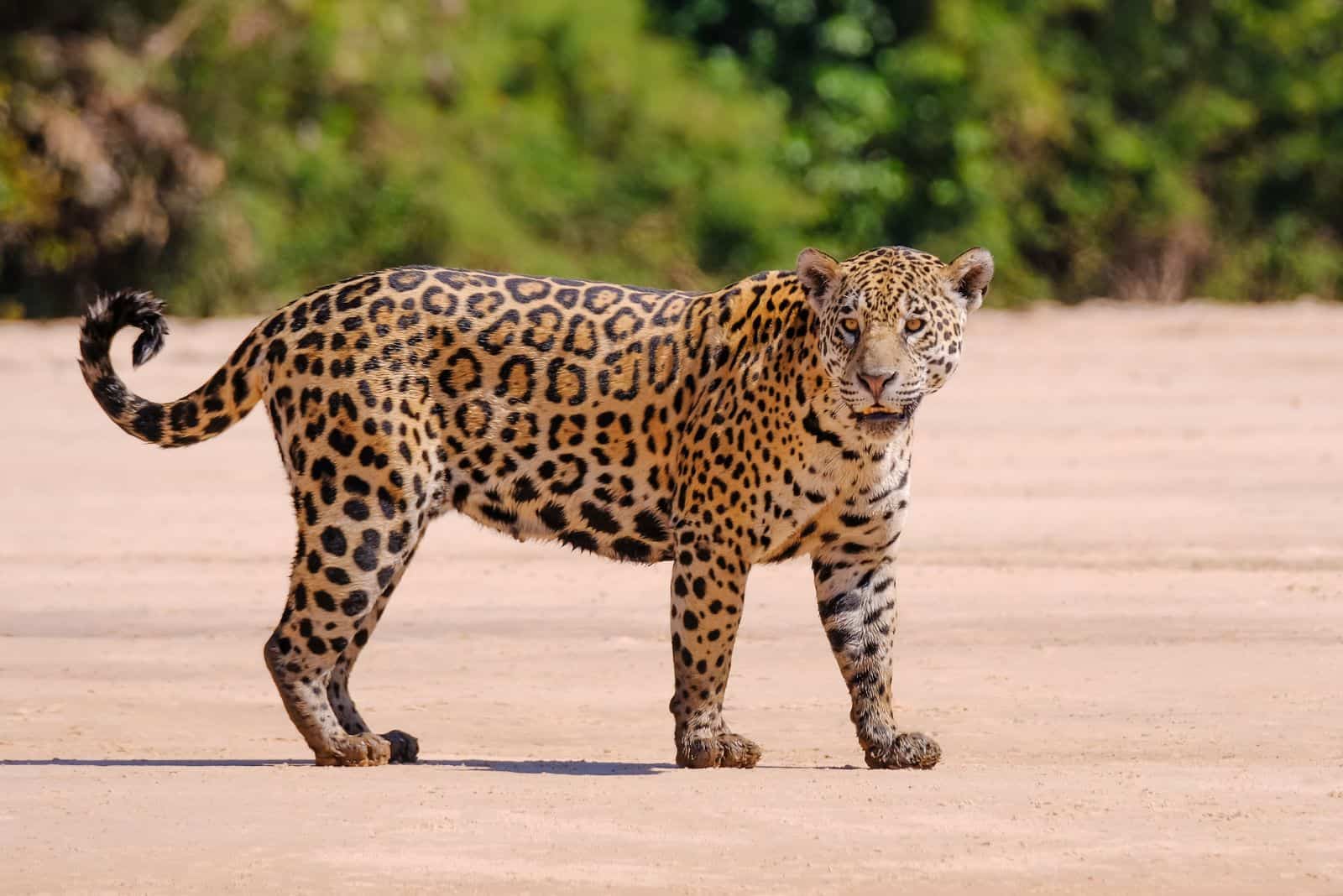 A jaguar stands on the sand in the desert