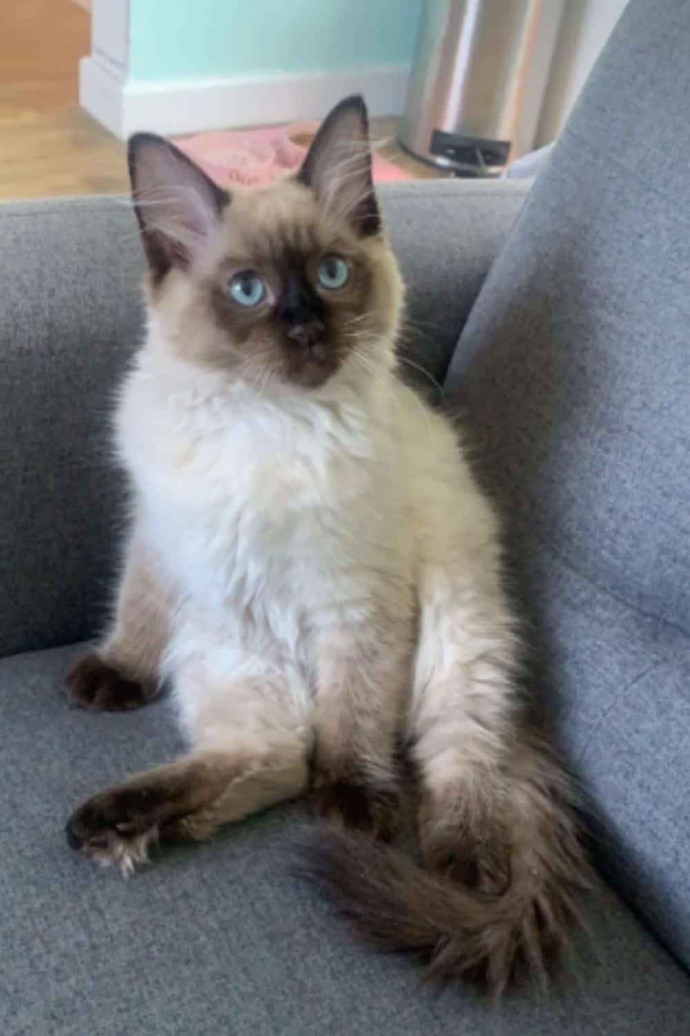 A pointed cat sitting like a human