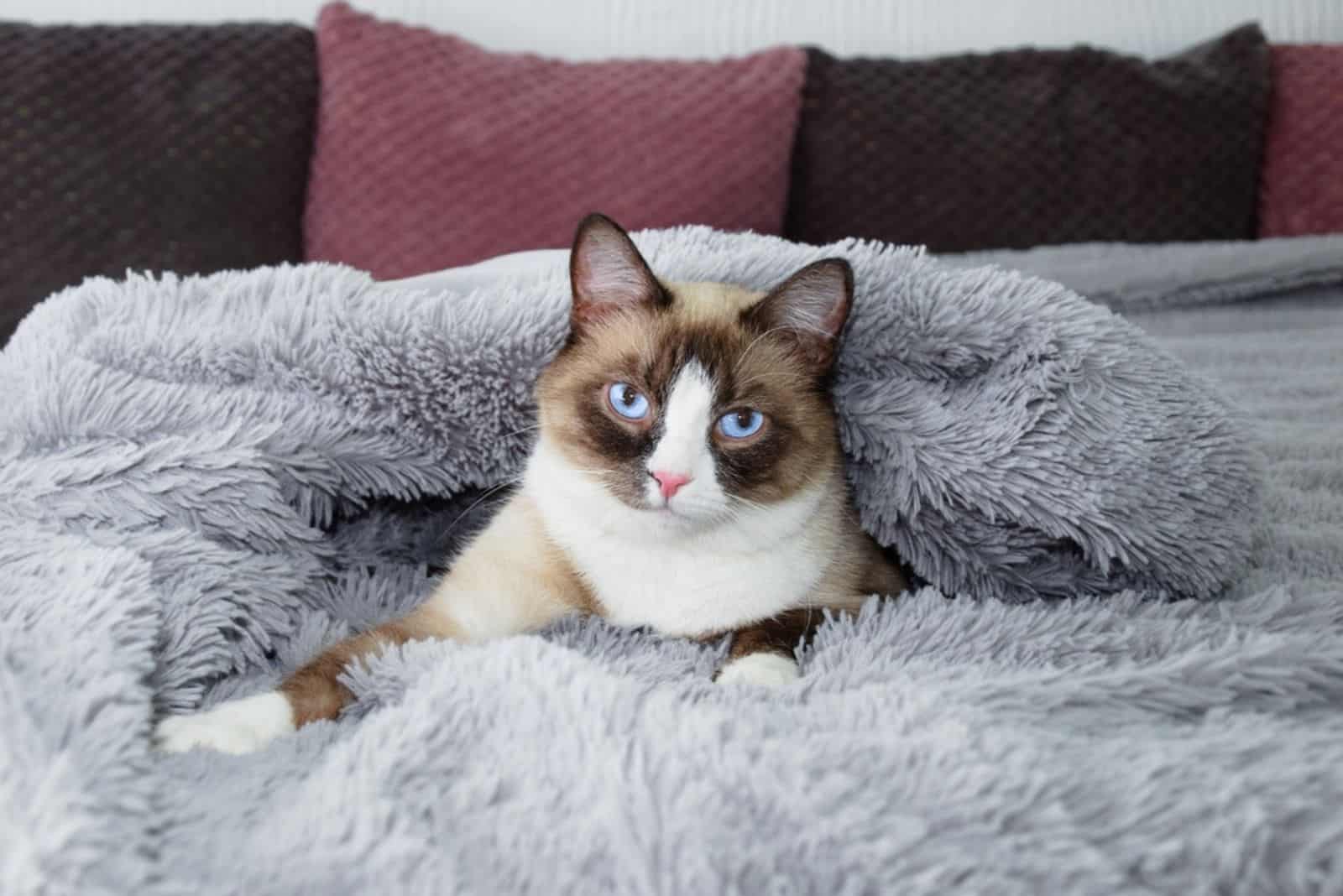 A purebred snowshoe cat lies on a bed cover with a fur blanket.