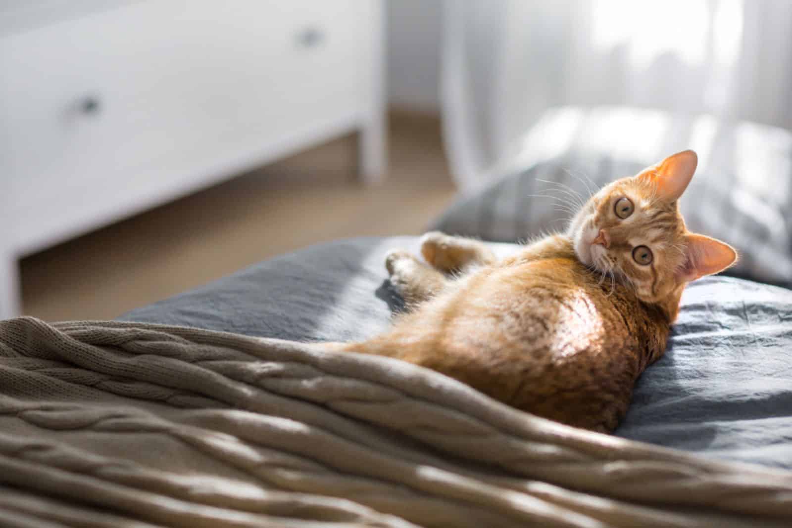 A red cat lies on a gray blanket