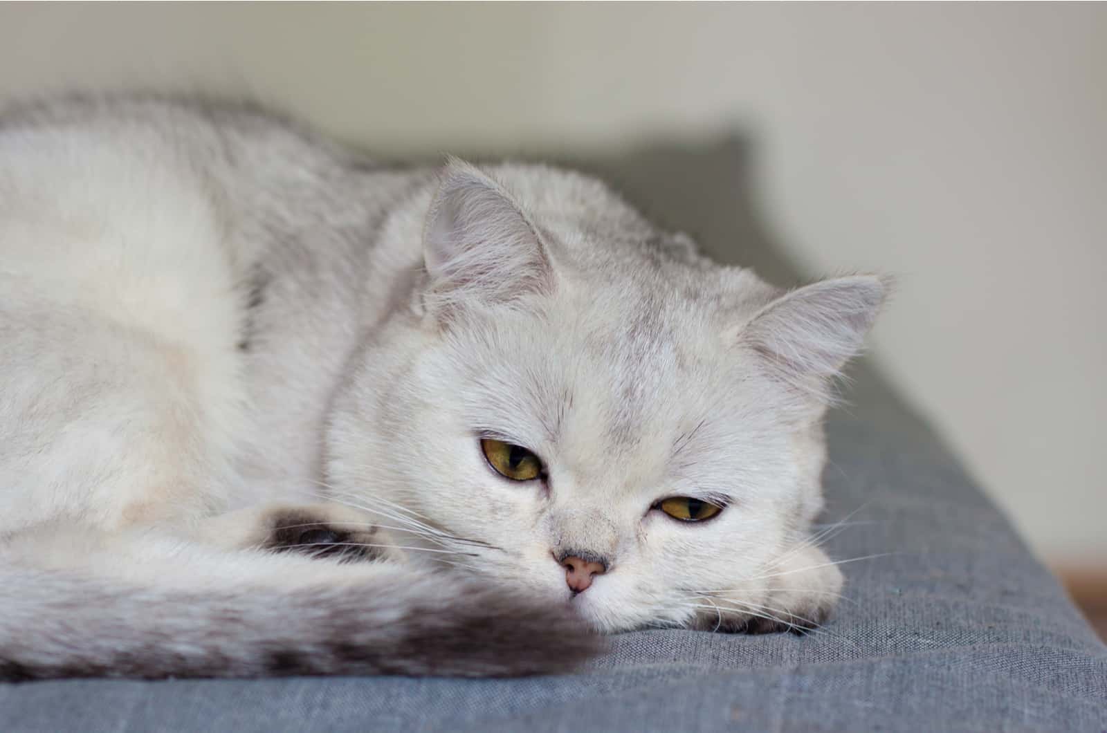 A sick cat is lying on the couch