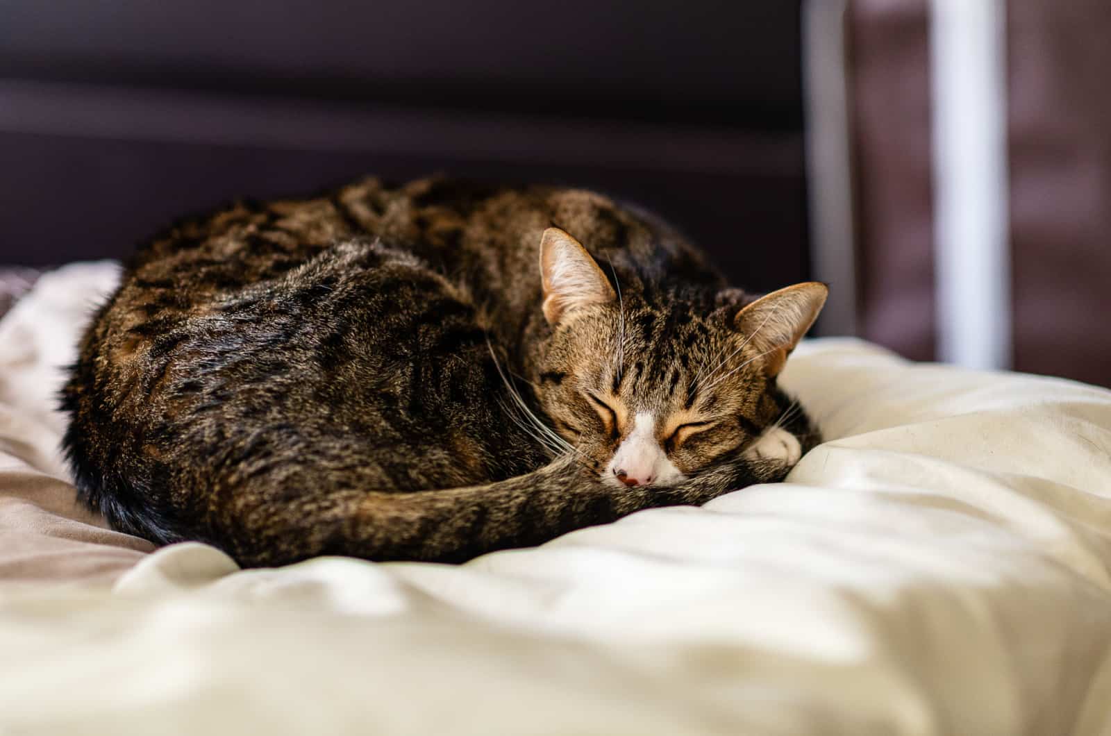 A sleepy Tabby Kitten on a pillow