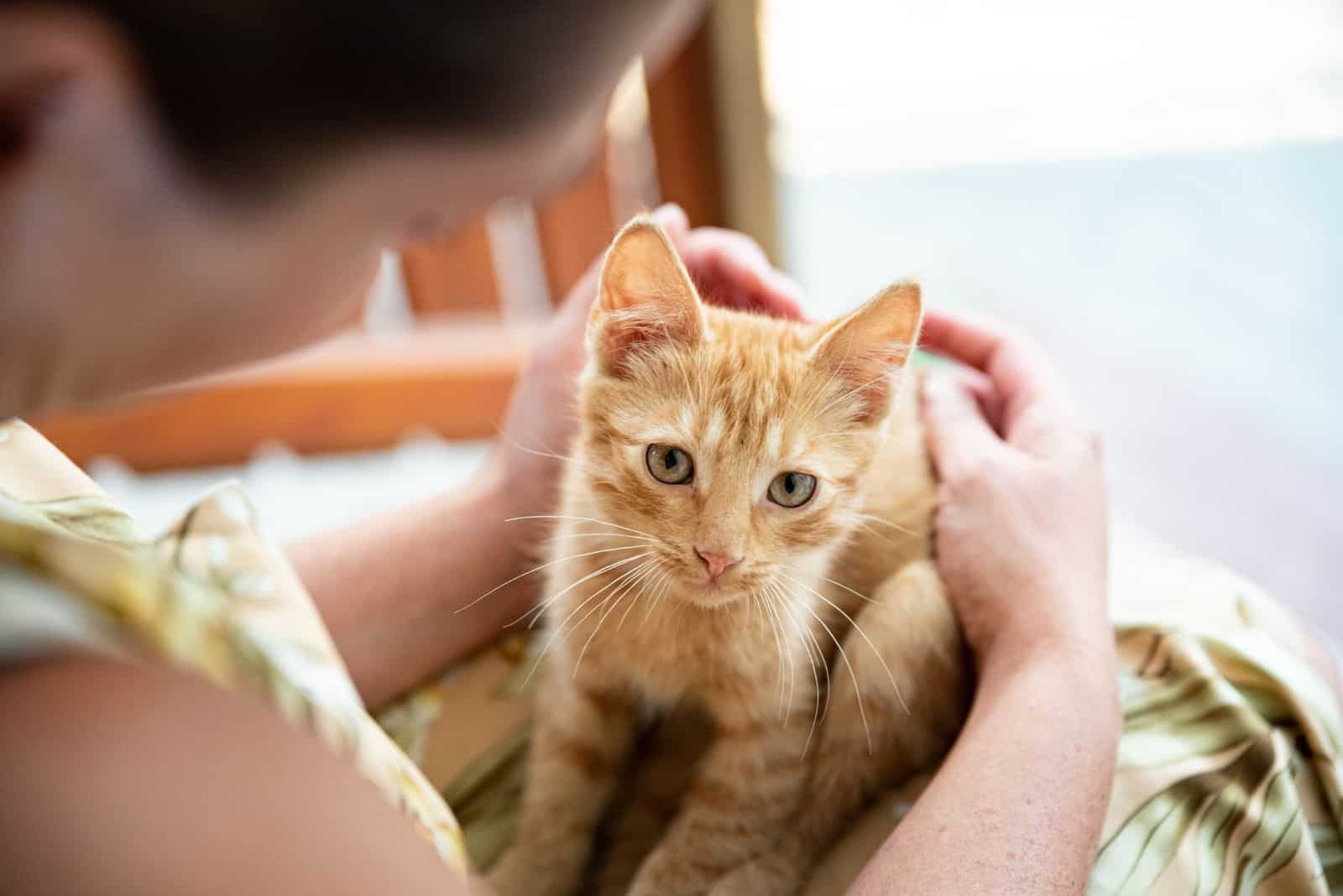 A small ginger and tabby cat on a young woman's lap