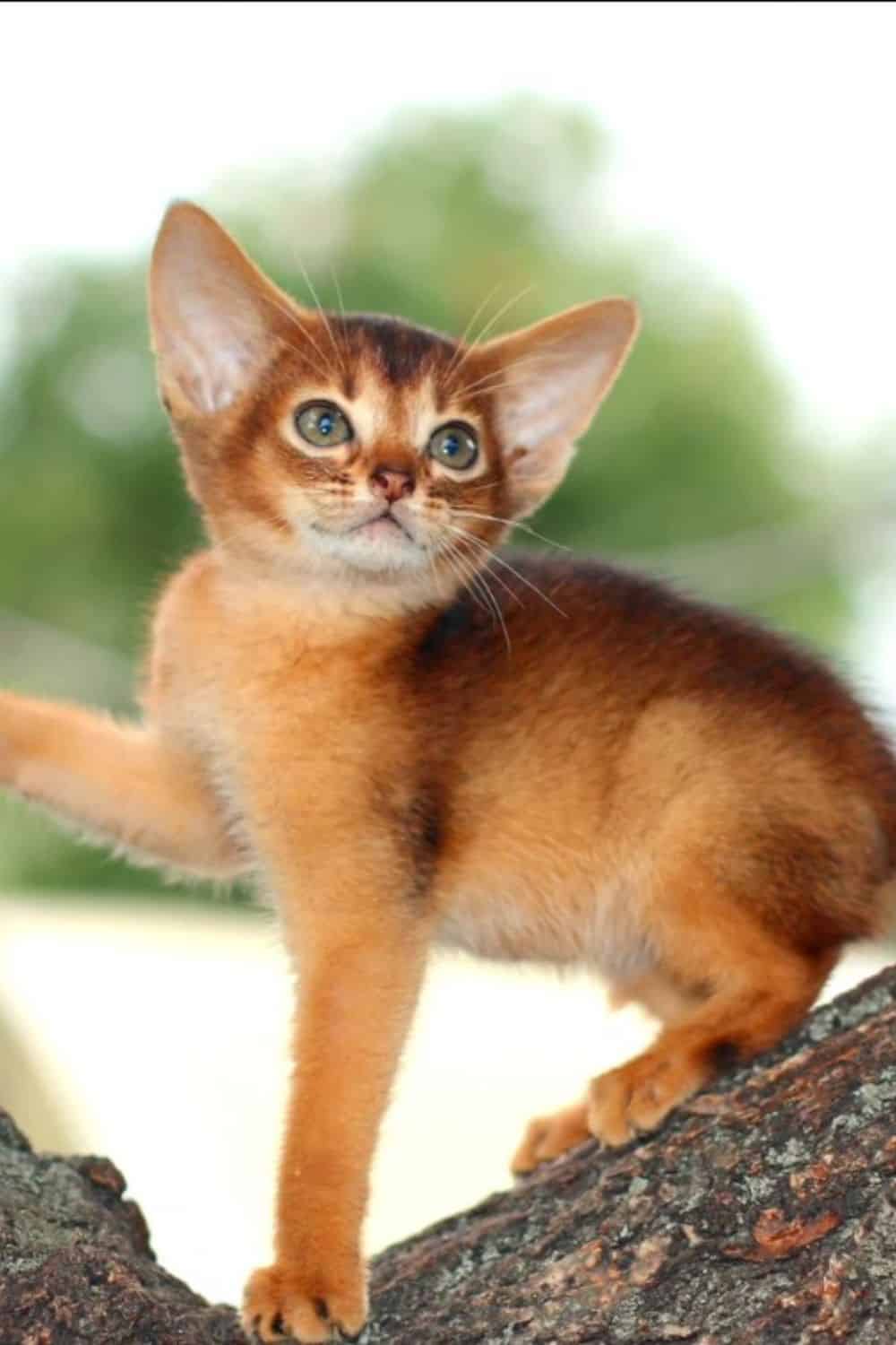 Abyssinian cat with large ears