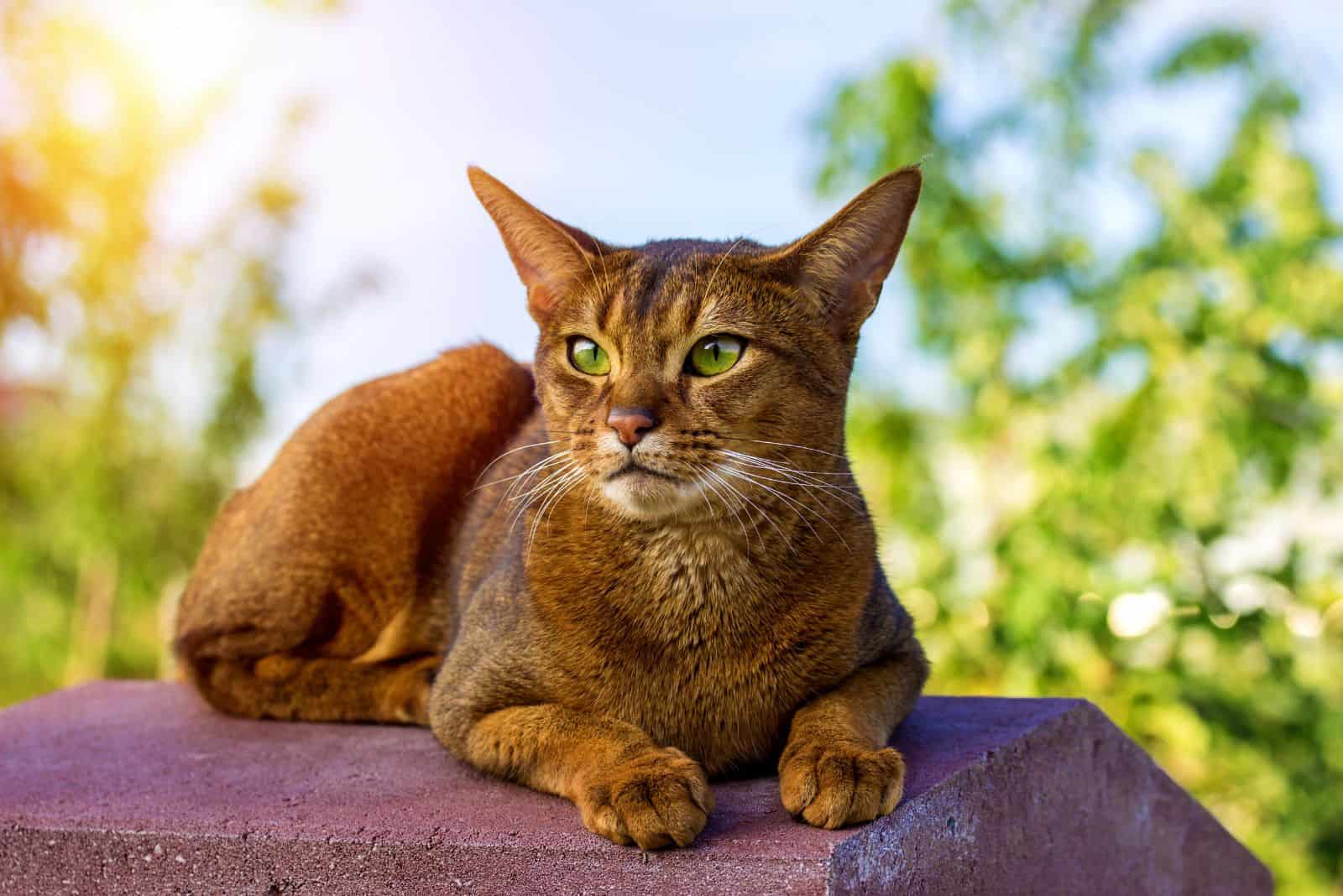 Abyssinian cat