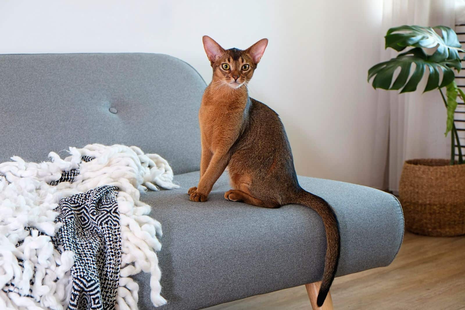 Abyssinian is sitting on the couch