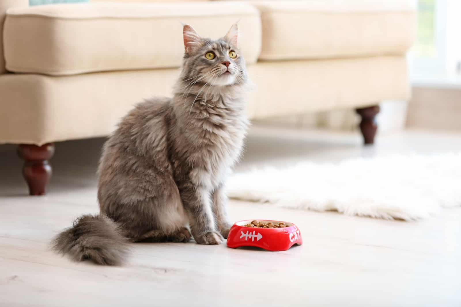 Adorable Maine Coon cat near bowl with food at home