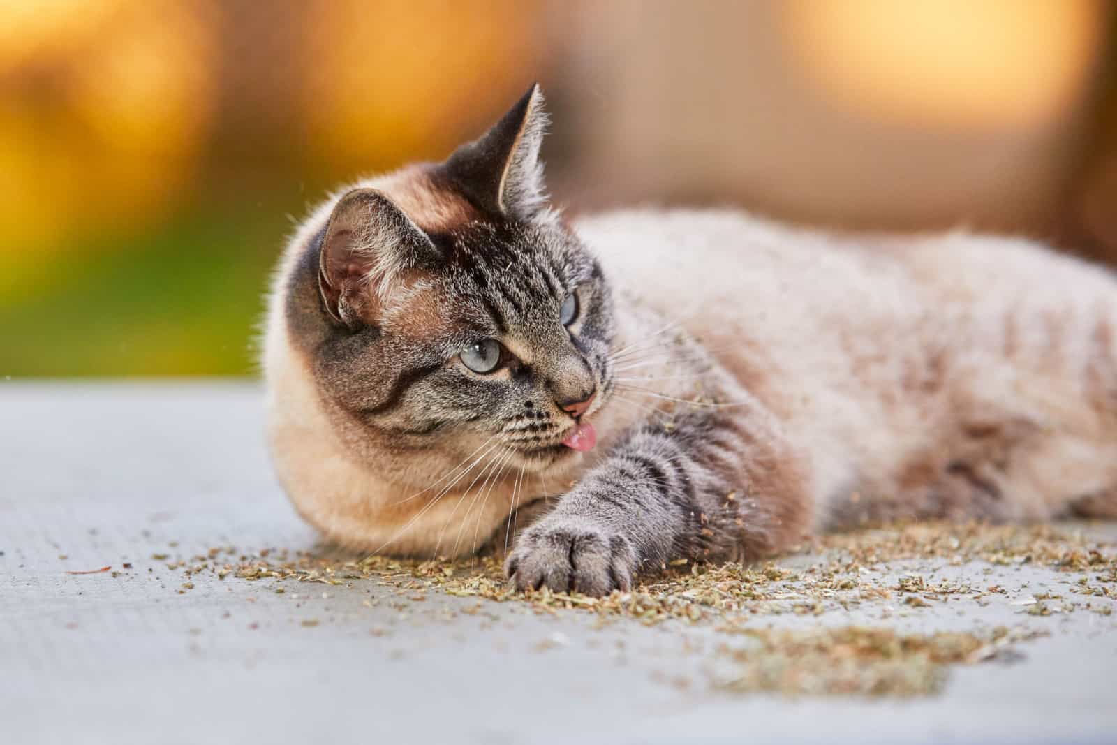 Adorable lynx point or Siamese tabby cat lies down on the floor