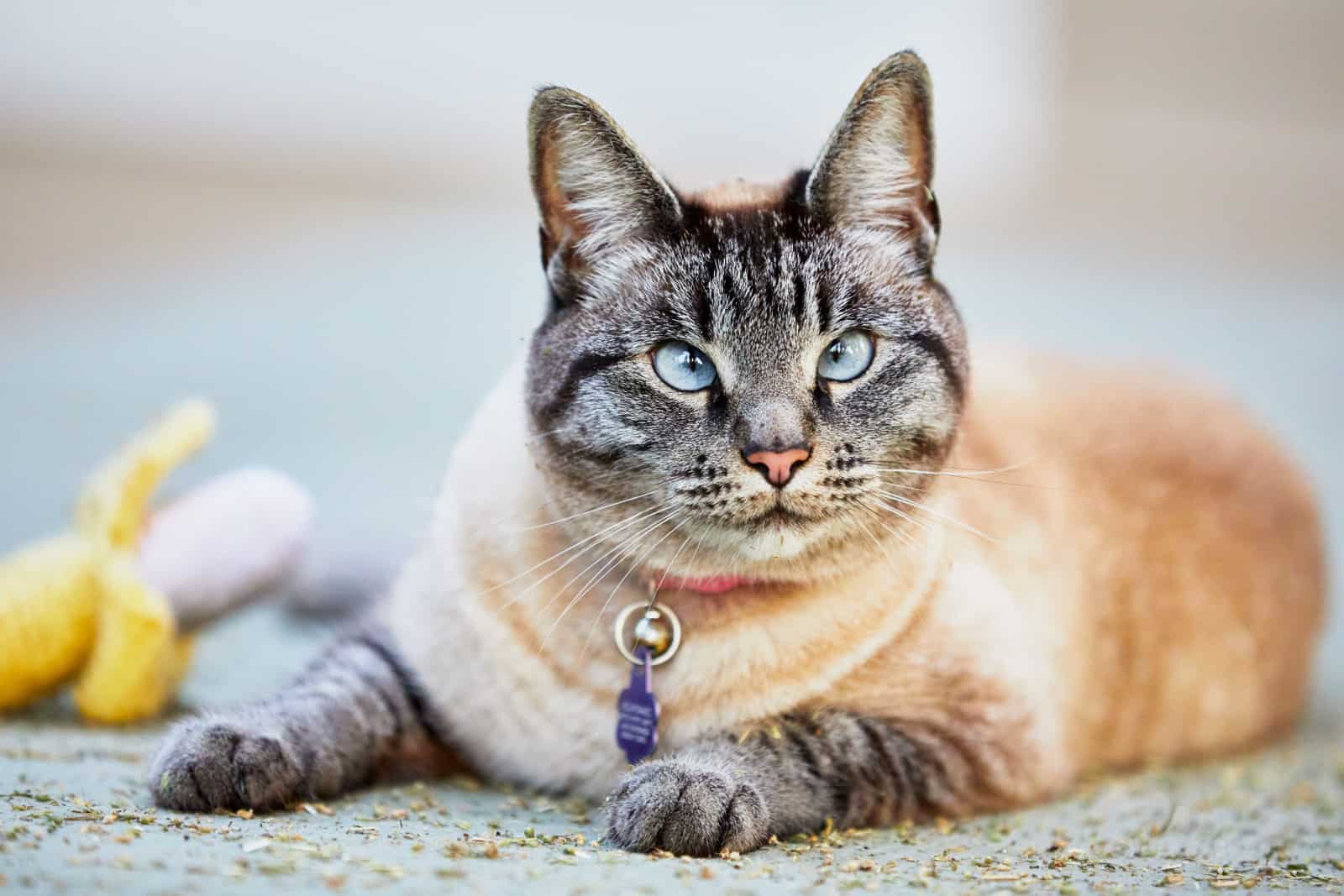 Adorable lynx point or Siamese tabby cat