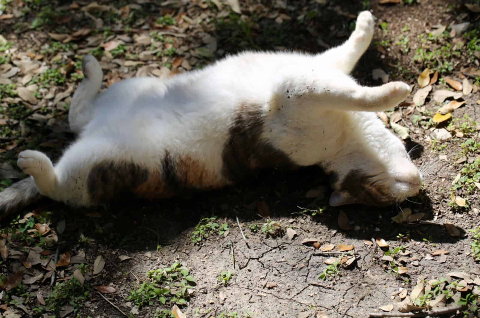 Adorable, playful calico cat rolling in the dirt