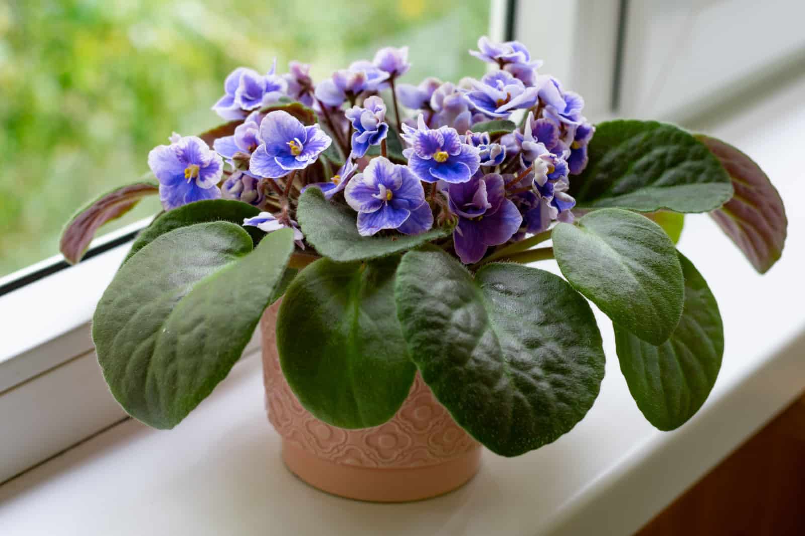 African violet flower saintpaulia in bloom on windowsill home