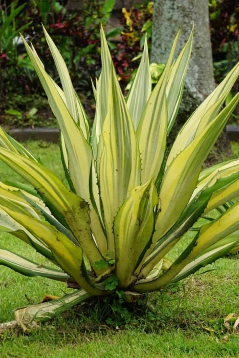 Agave americana Mediopicta in the garden