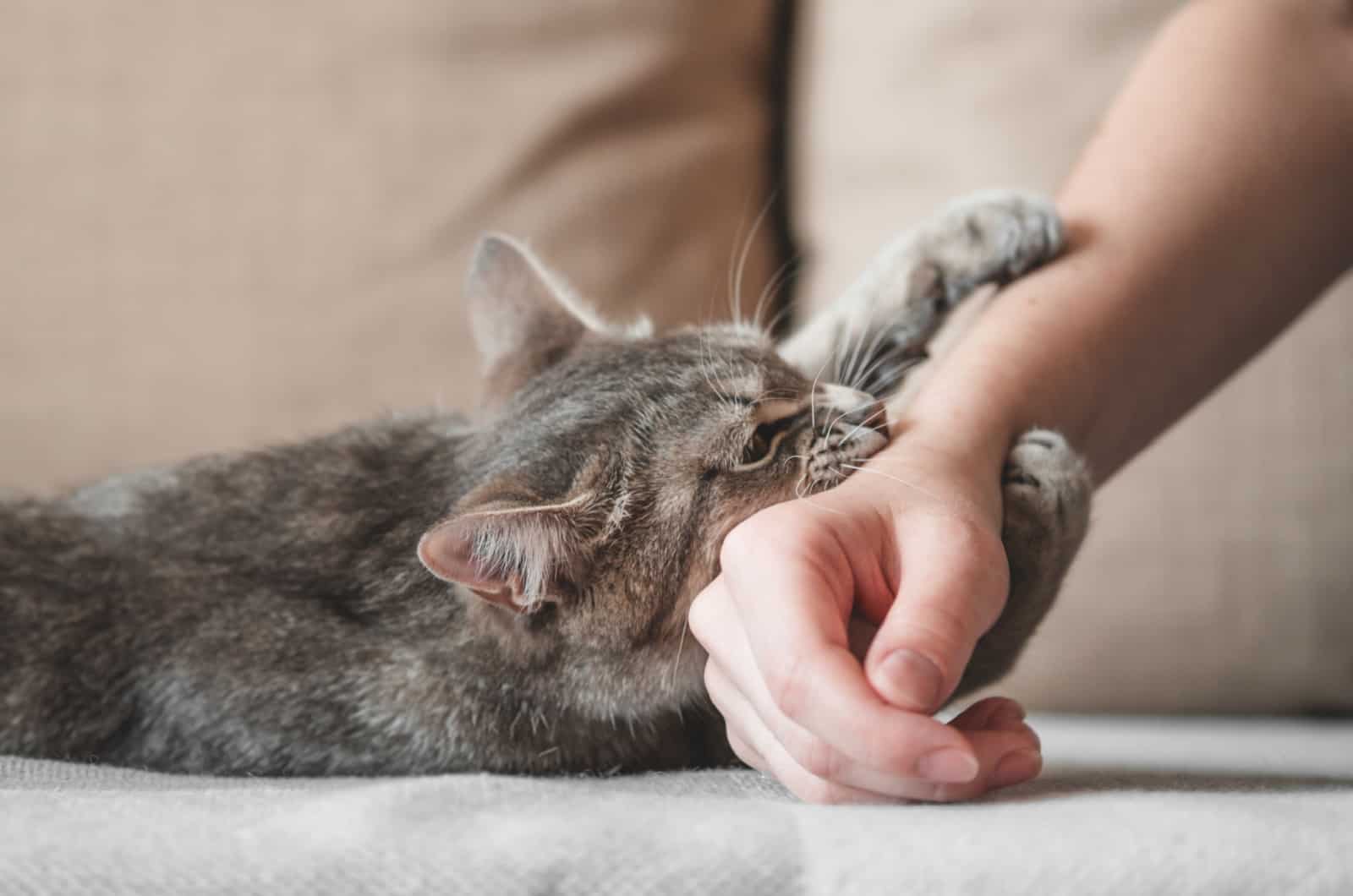 Aggressive gray cat attacked the owner’s hand