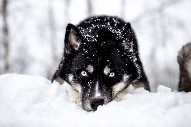 Agouti Husky