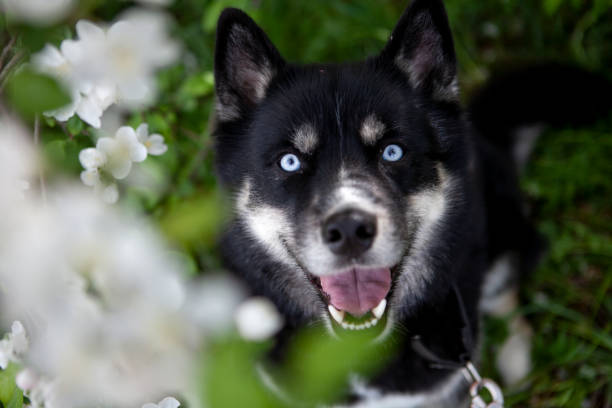 Agouti Husky