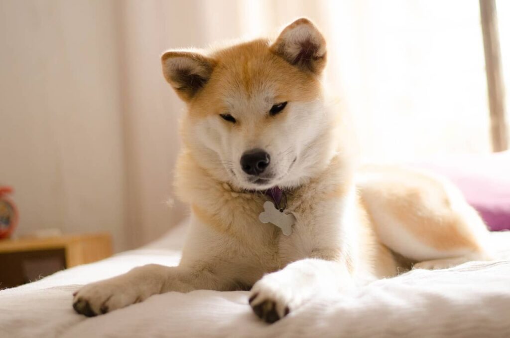 Japanese Akita Inu resting