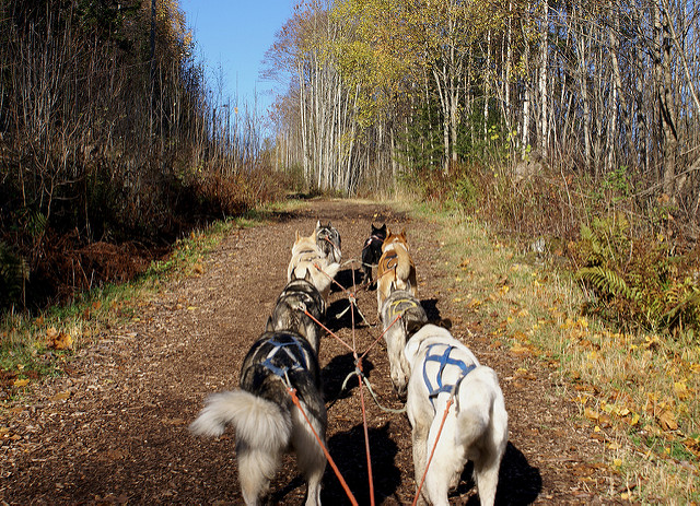 Alaskan Husky pack