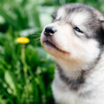 little alaskan malamute puppy in garden