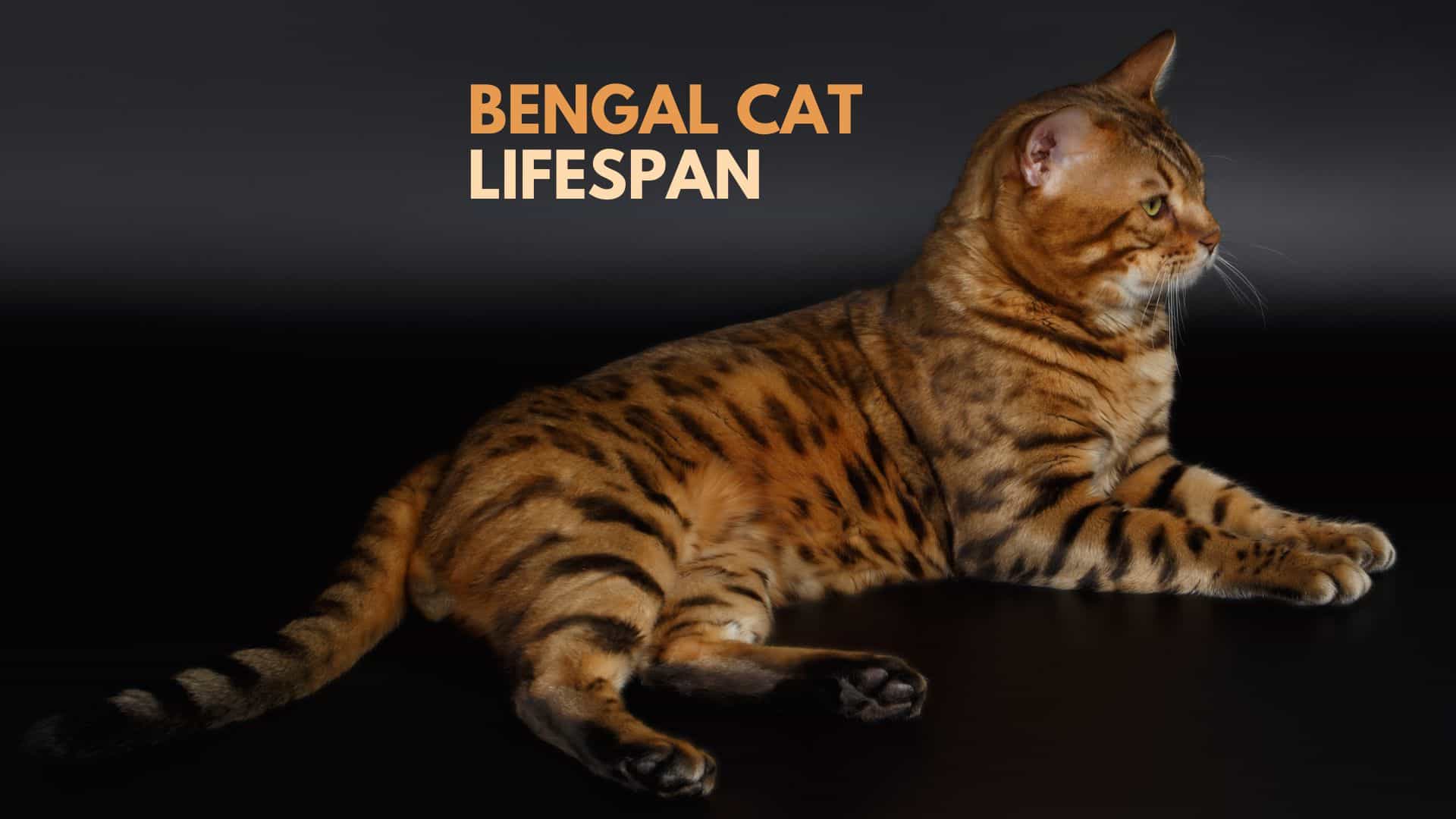 all about the bengal cat