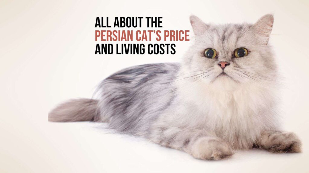 Cute Persian cat