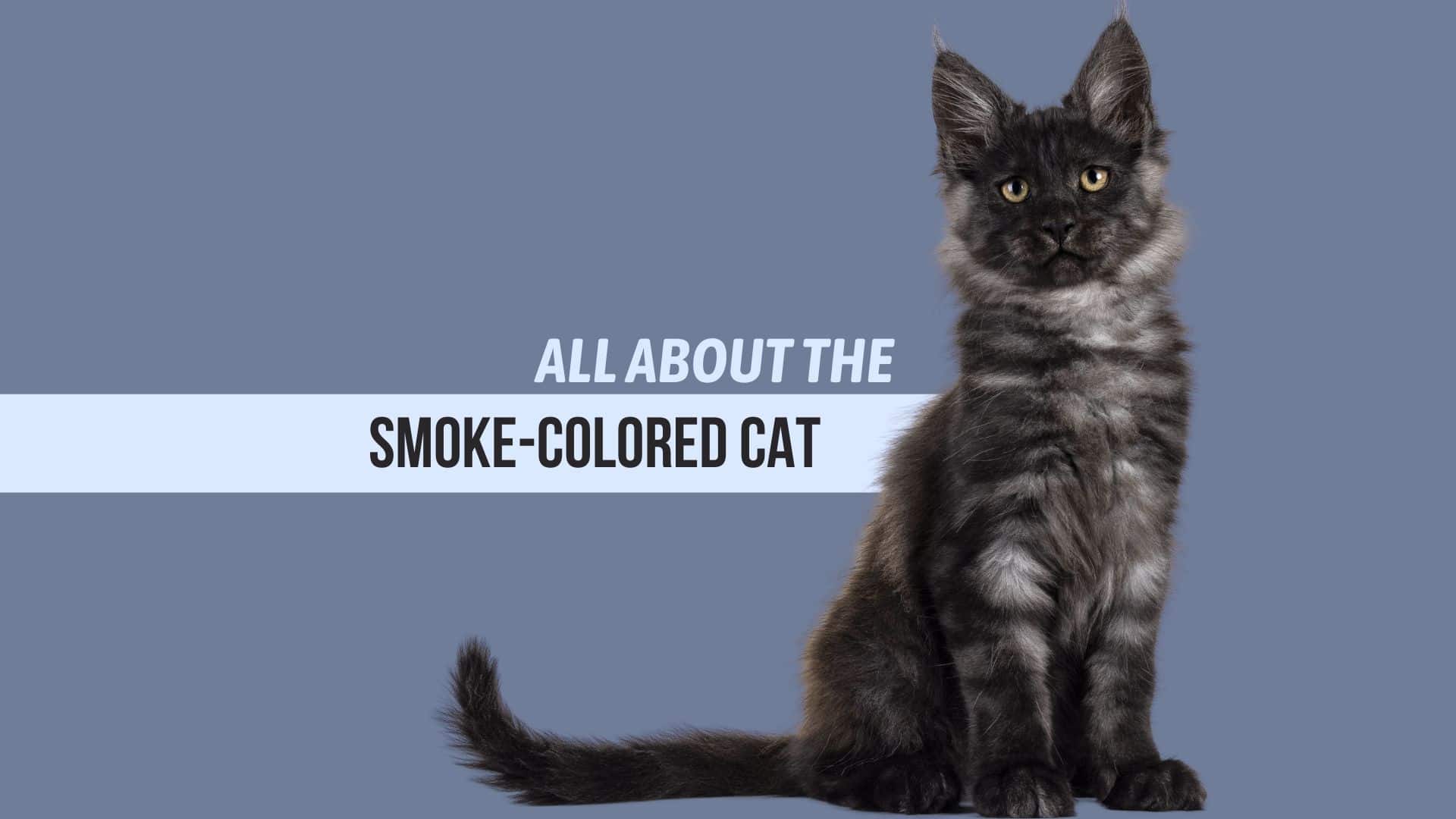 Smoke colored cat