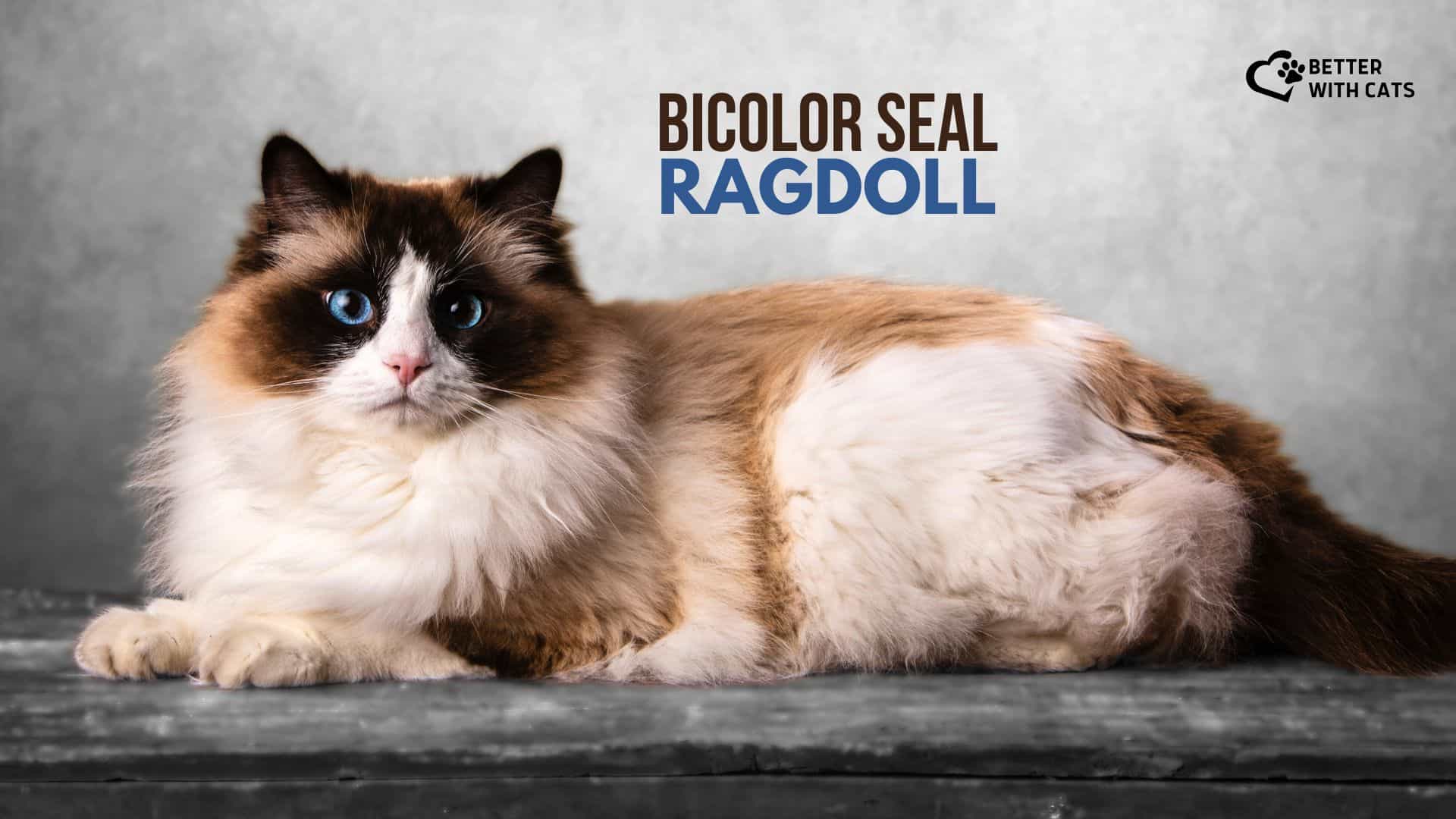 Bicolor Seal Ragdoll