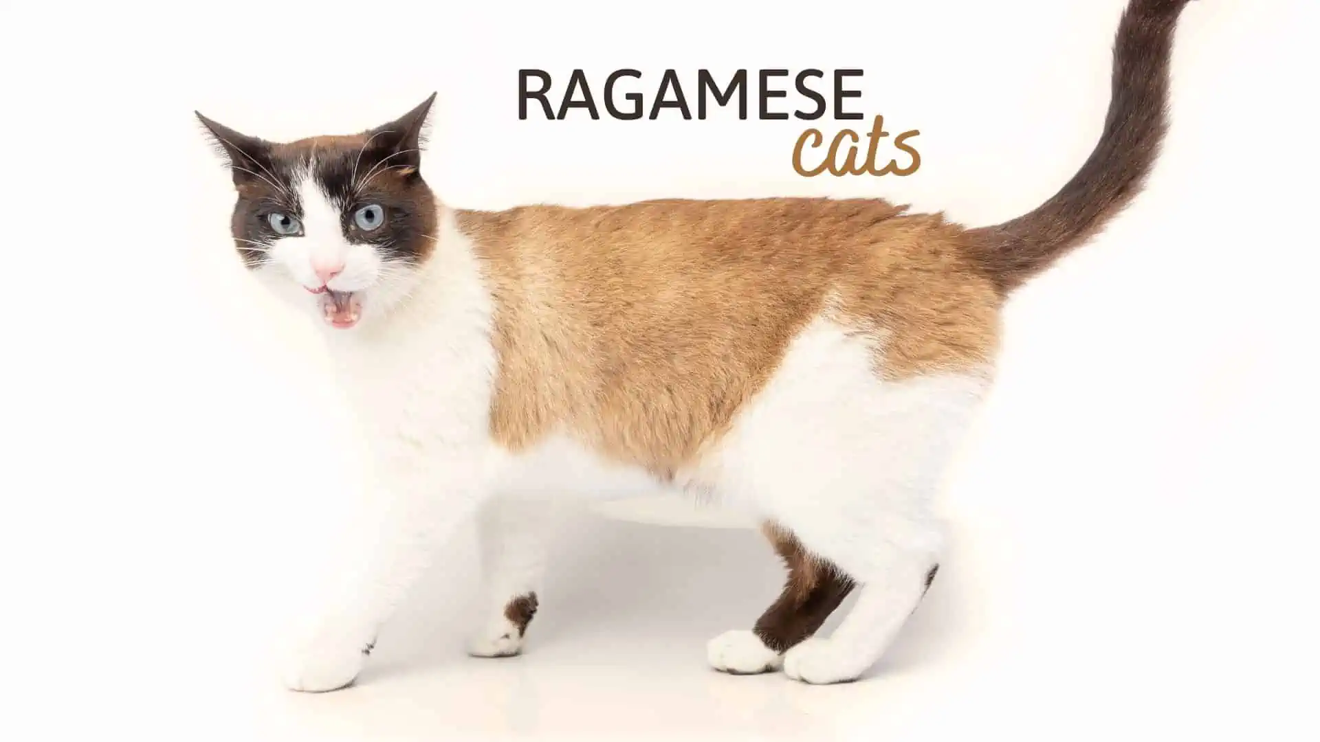 ragamese cats