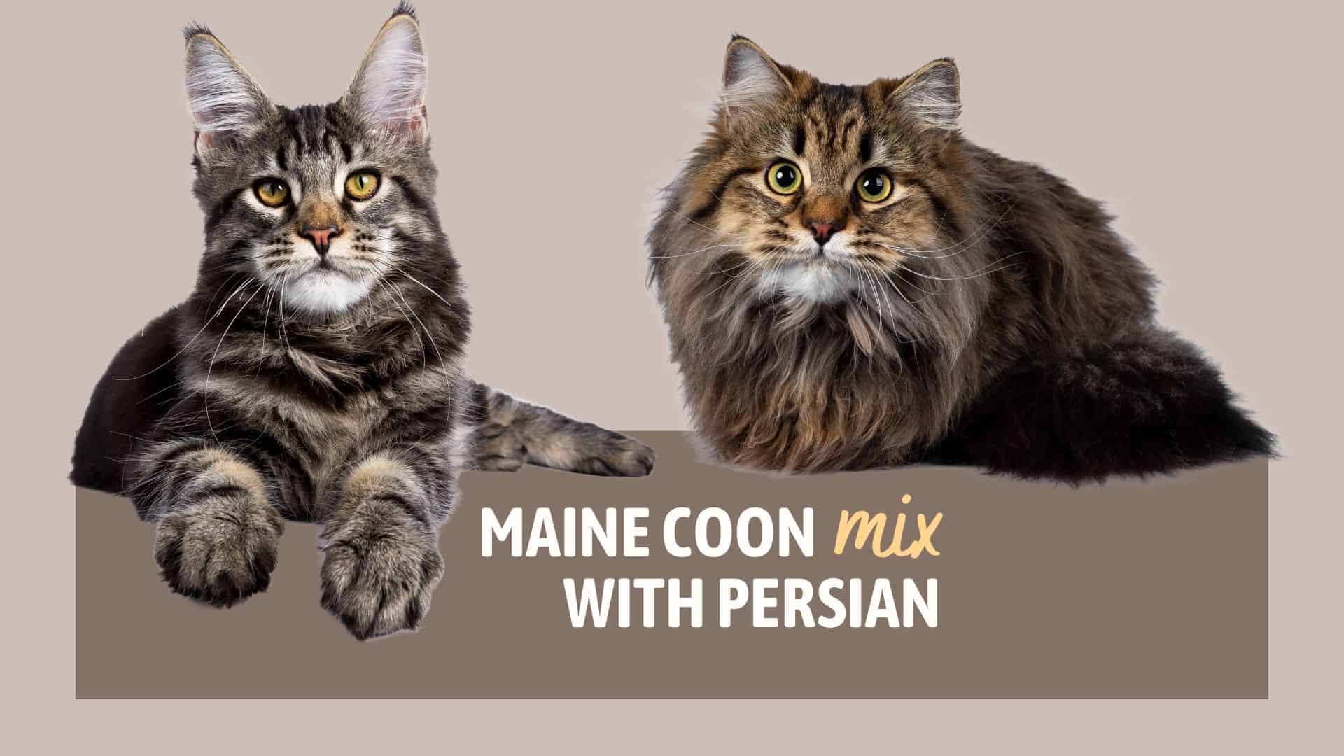 maine coon mix with persian