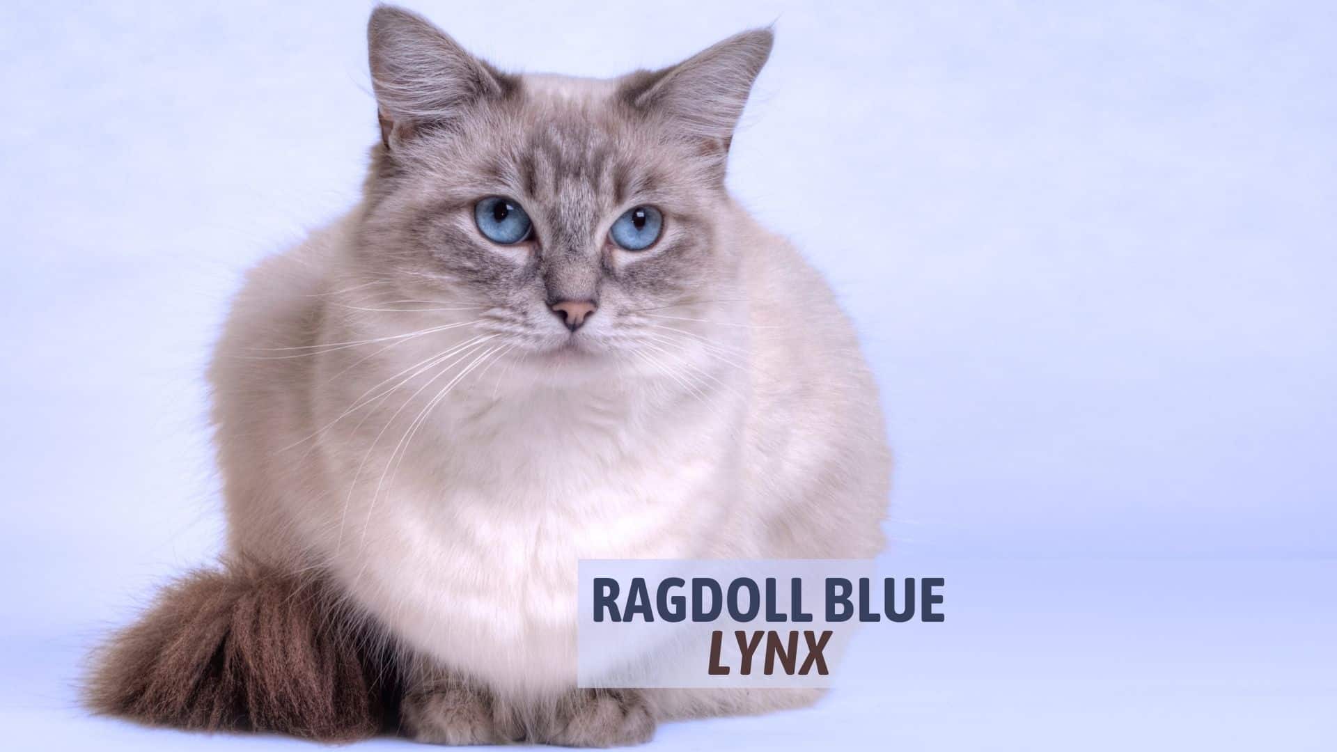 ragdoll blue lynx