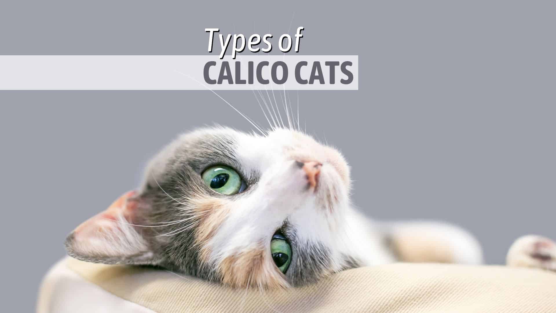 types of calico cats