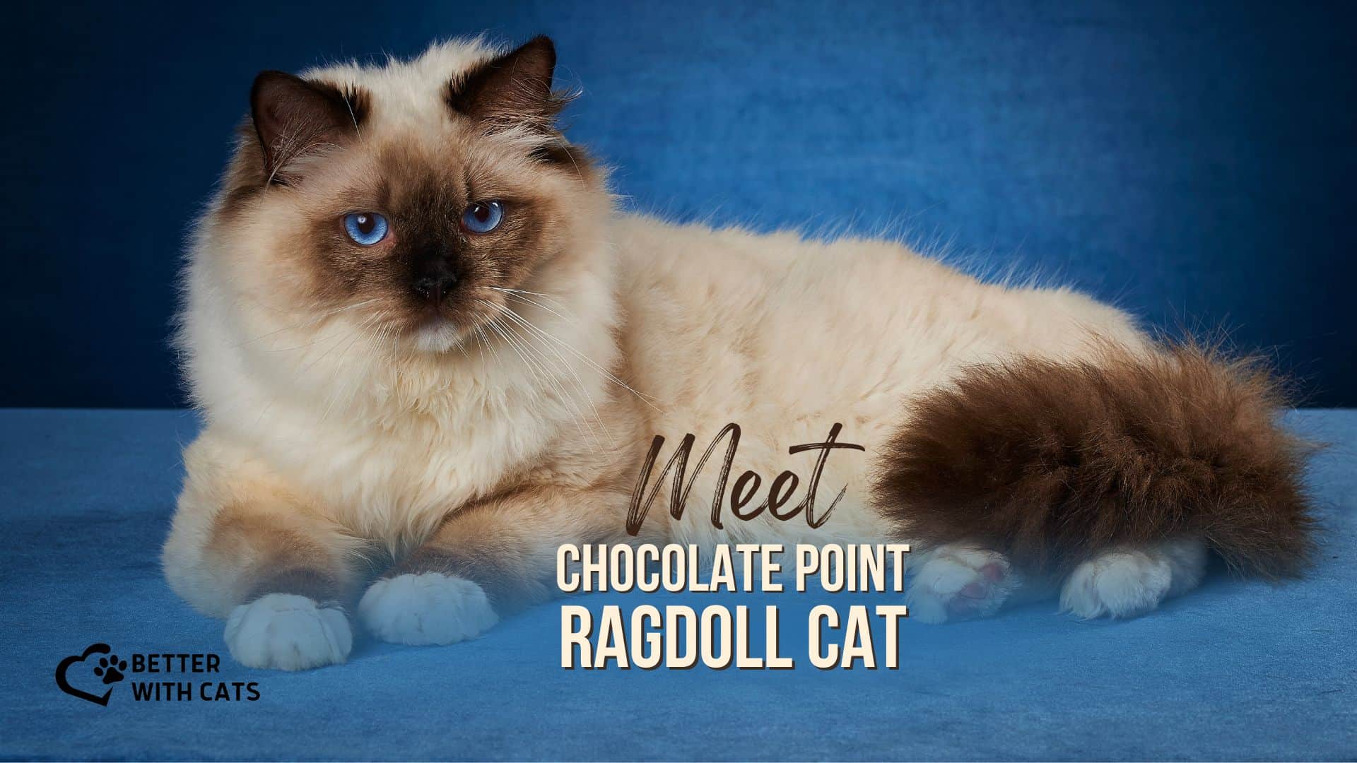 Chocolate Point Ragdoll Cat