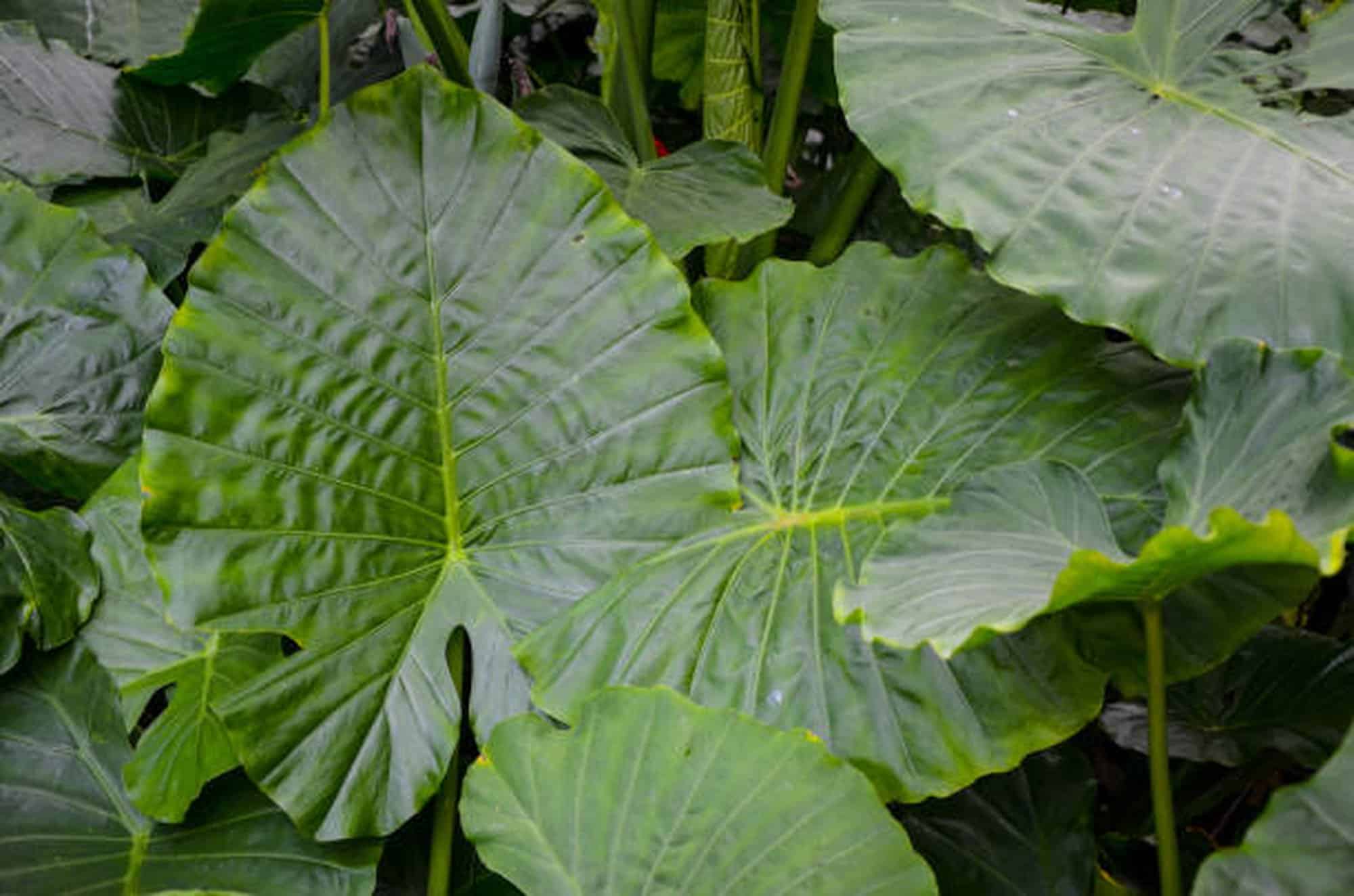 Alocasia Odora