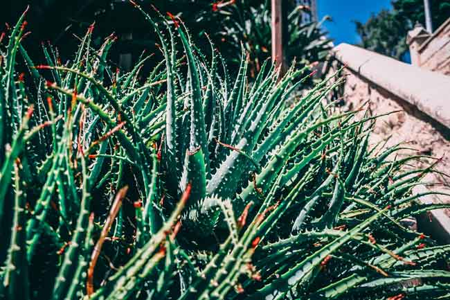 aloe plant drooping