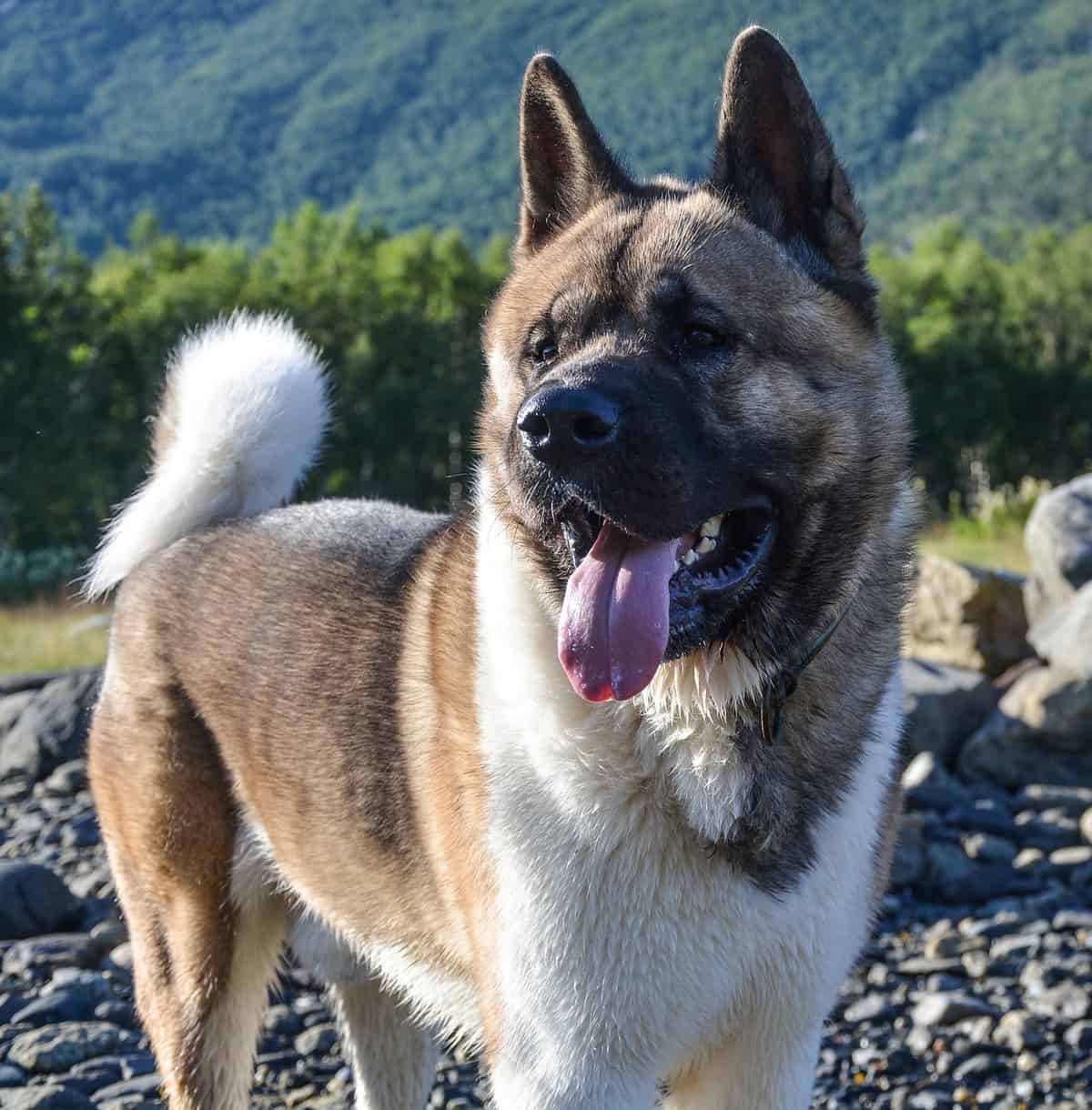 American Akita front profile