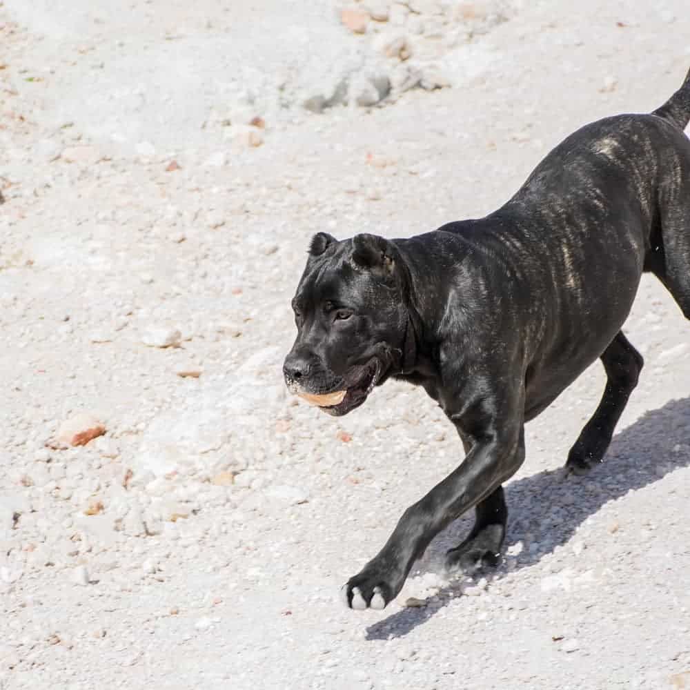 American Bandogge running down a hill with a ball in its mouth