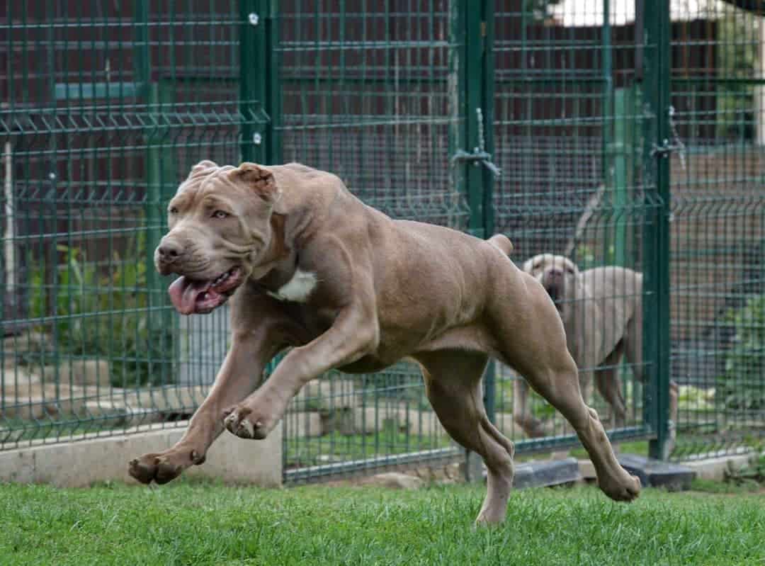 Silver and fawn American Bandogge running in the grass