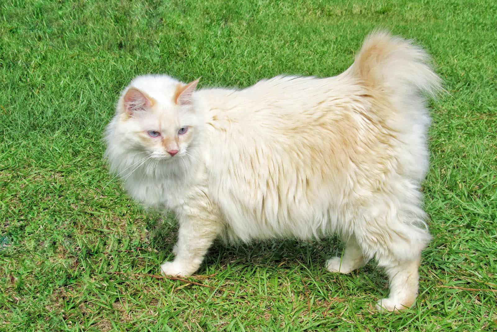 American Bobtail 