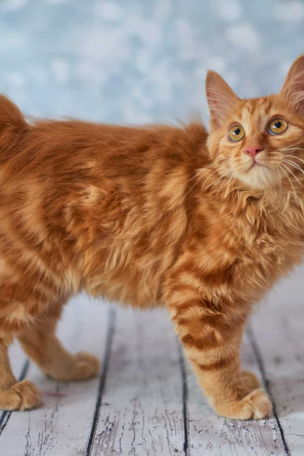 American Bobtail