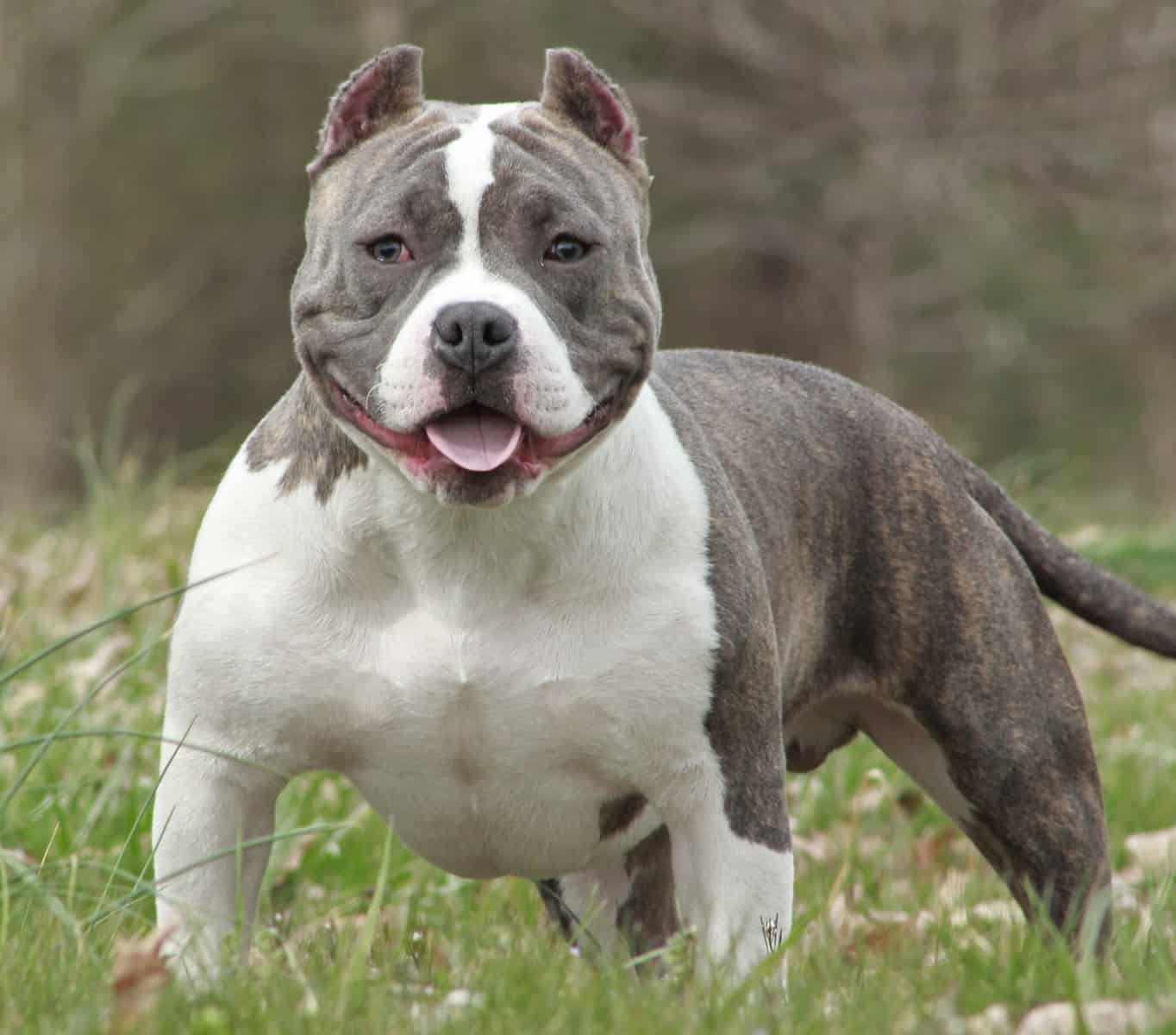 American Bully